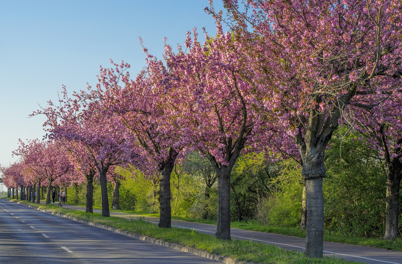 cherry blossom  wooden track  magdeburg free photo