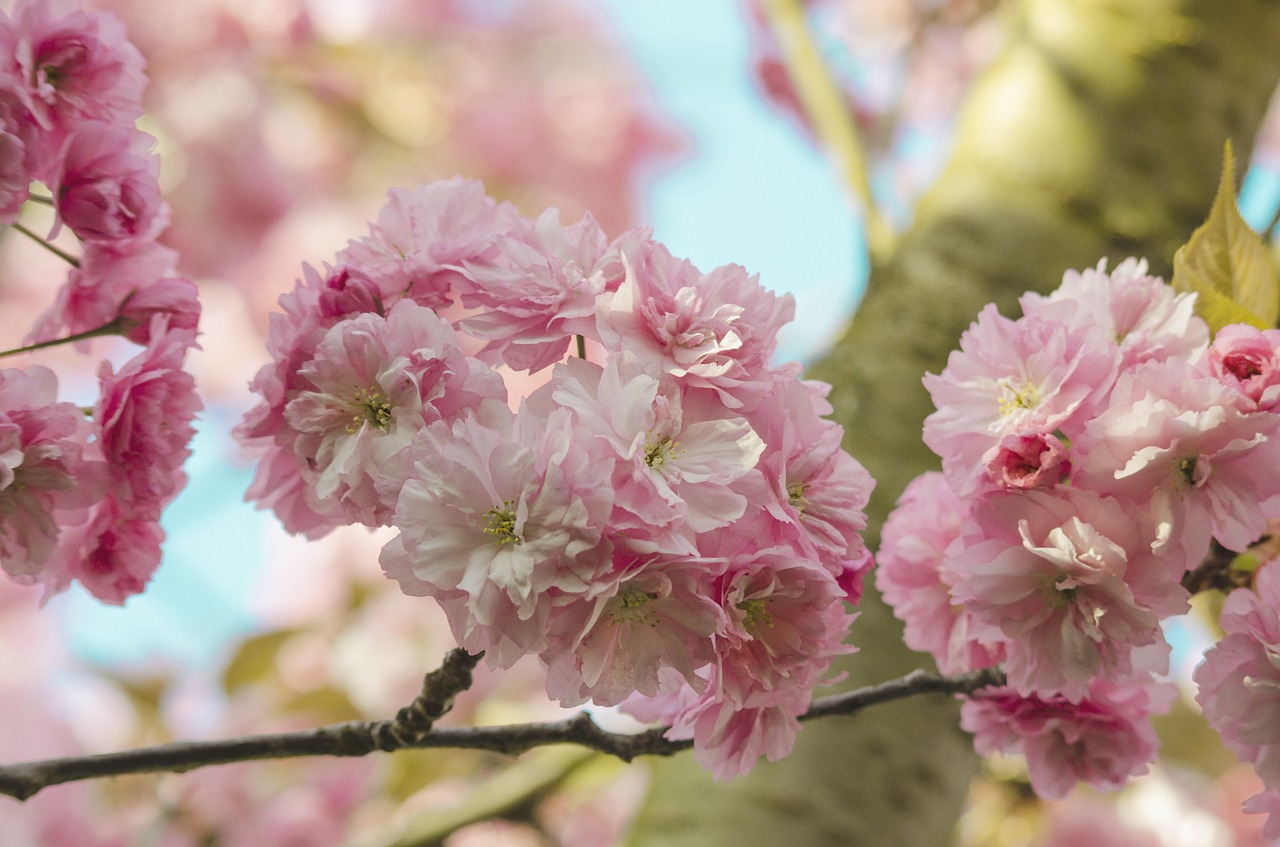 cherry blossom  banner  spring free photo