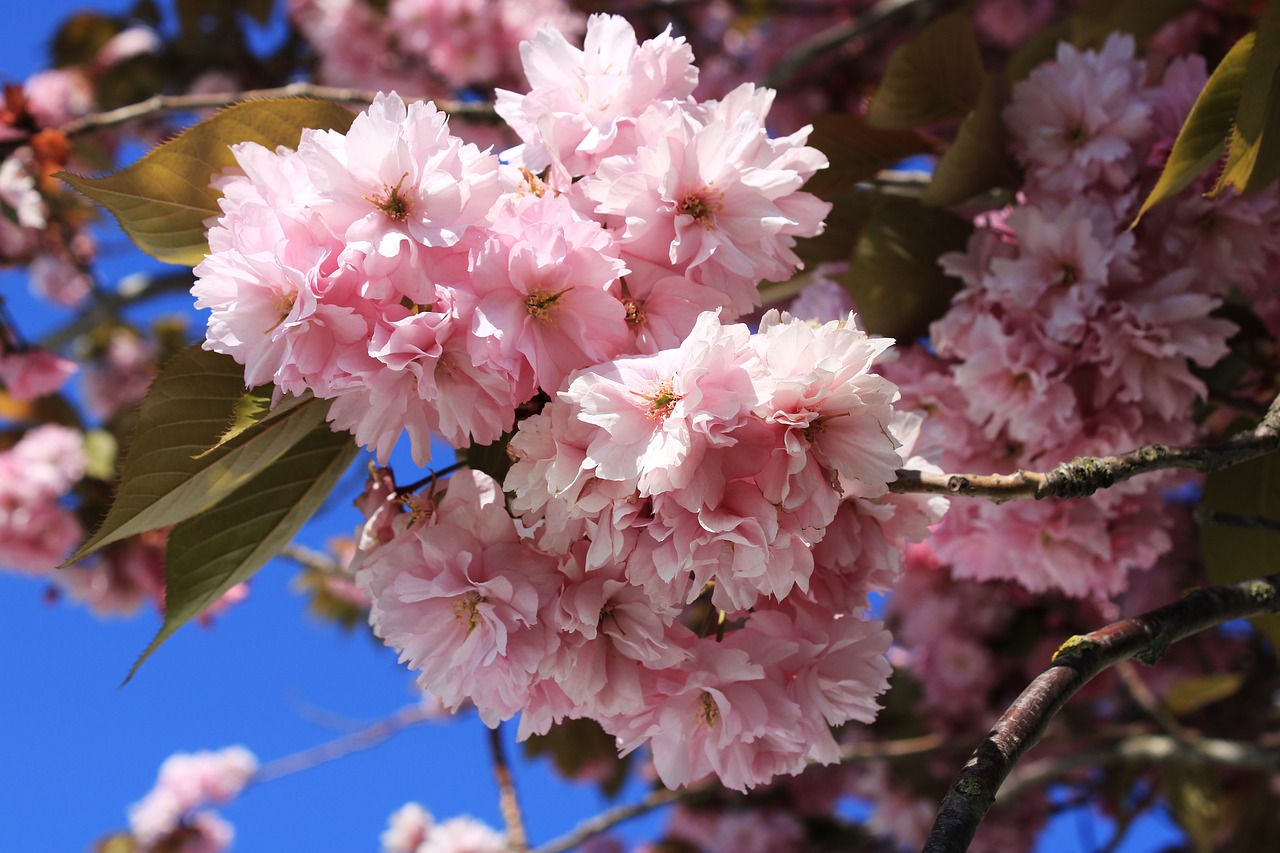 cherry blossom  japanese cherry  smell free photo