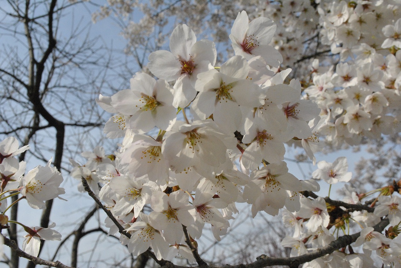 cherry blossom  spring  sky free photo