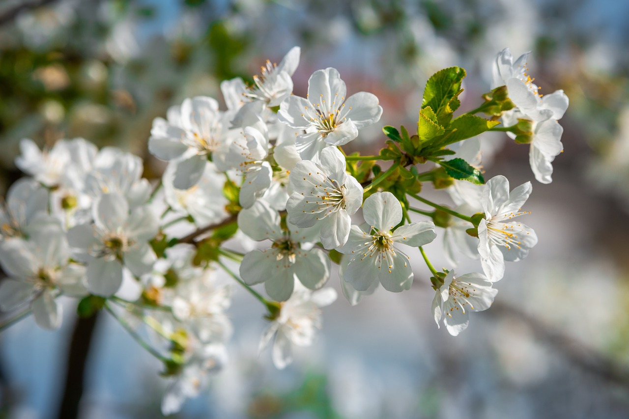 cherry blossom  spring  blossom free photo