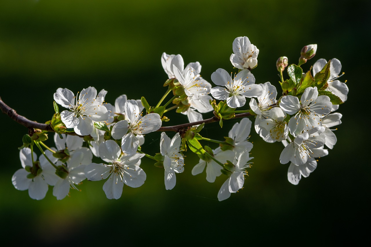 cherry blossom  spring  blossom free photo