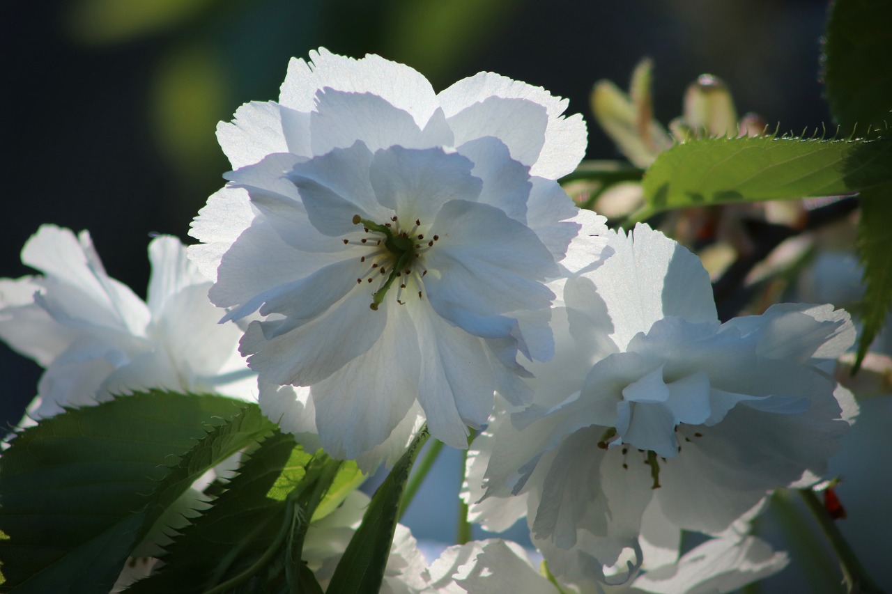 cherry blossom  flowers  blossom free photo