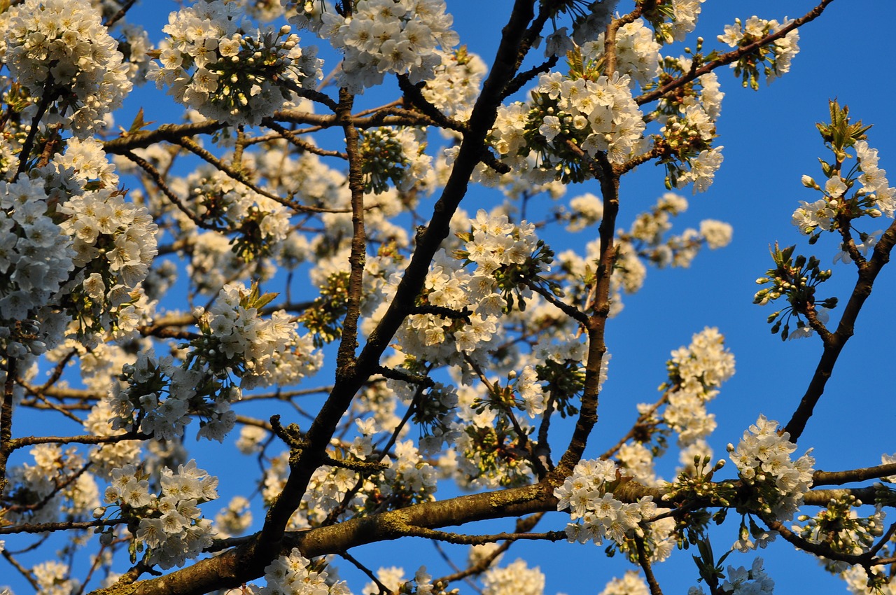 cherry blossom  cherry blossoms  flowers free photo