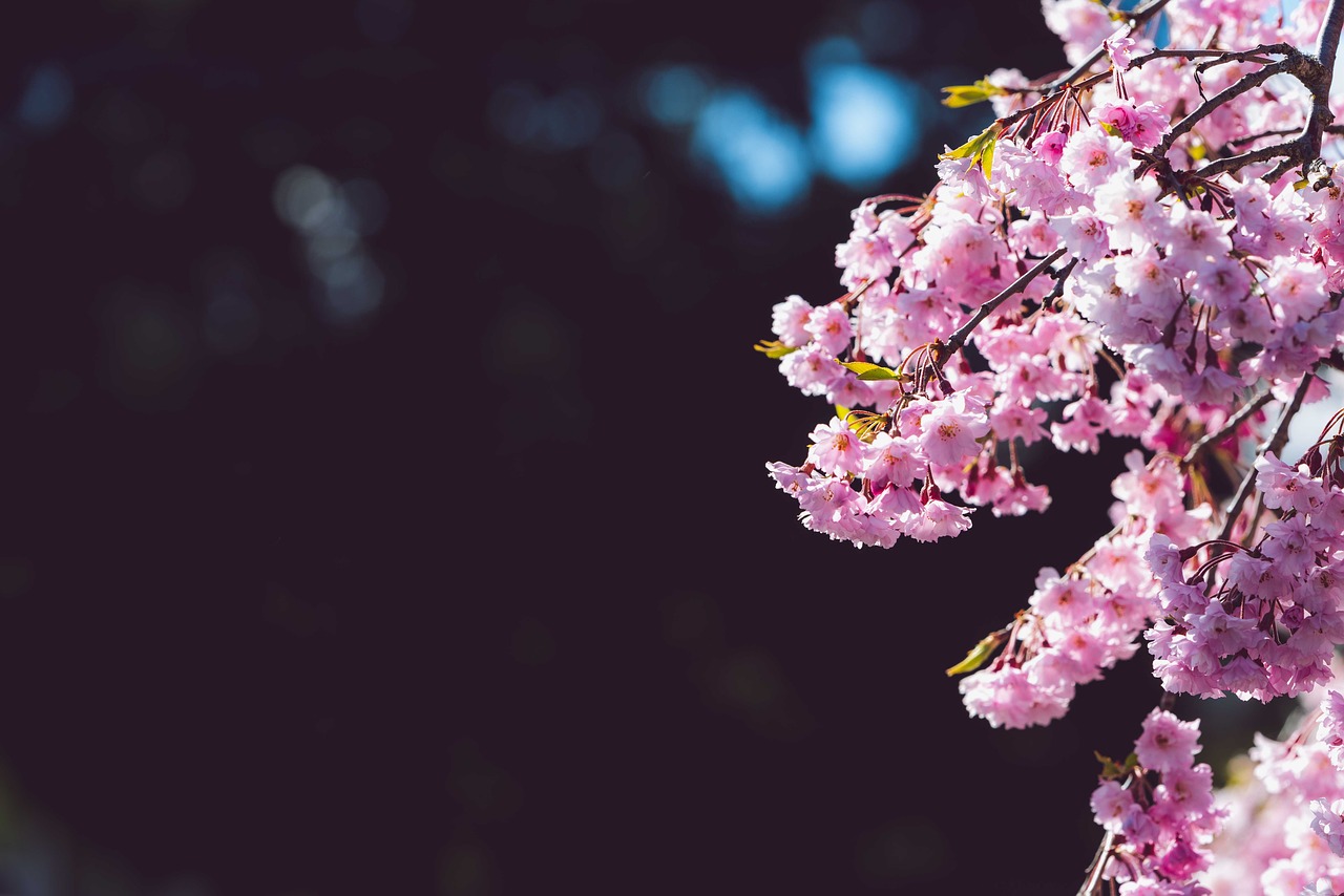 cherry blossom  negative space  spring free photo