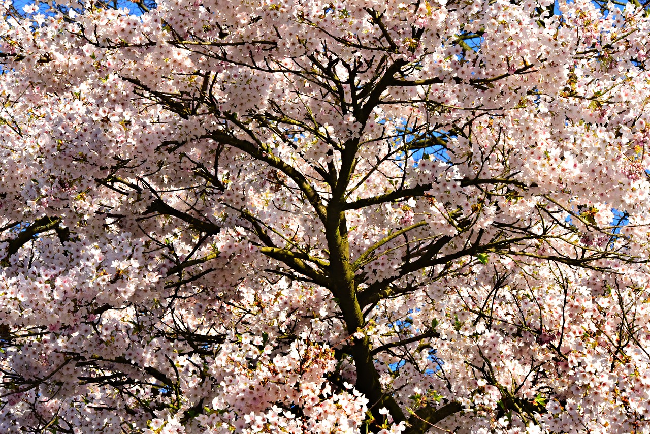 cherry blossom  flower  tree free photo