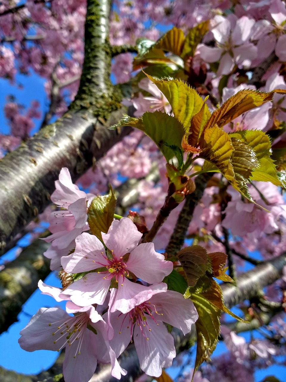 cherry blossom  cherry tree  spring free photo