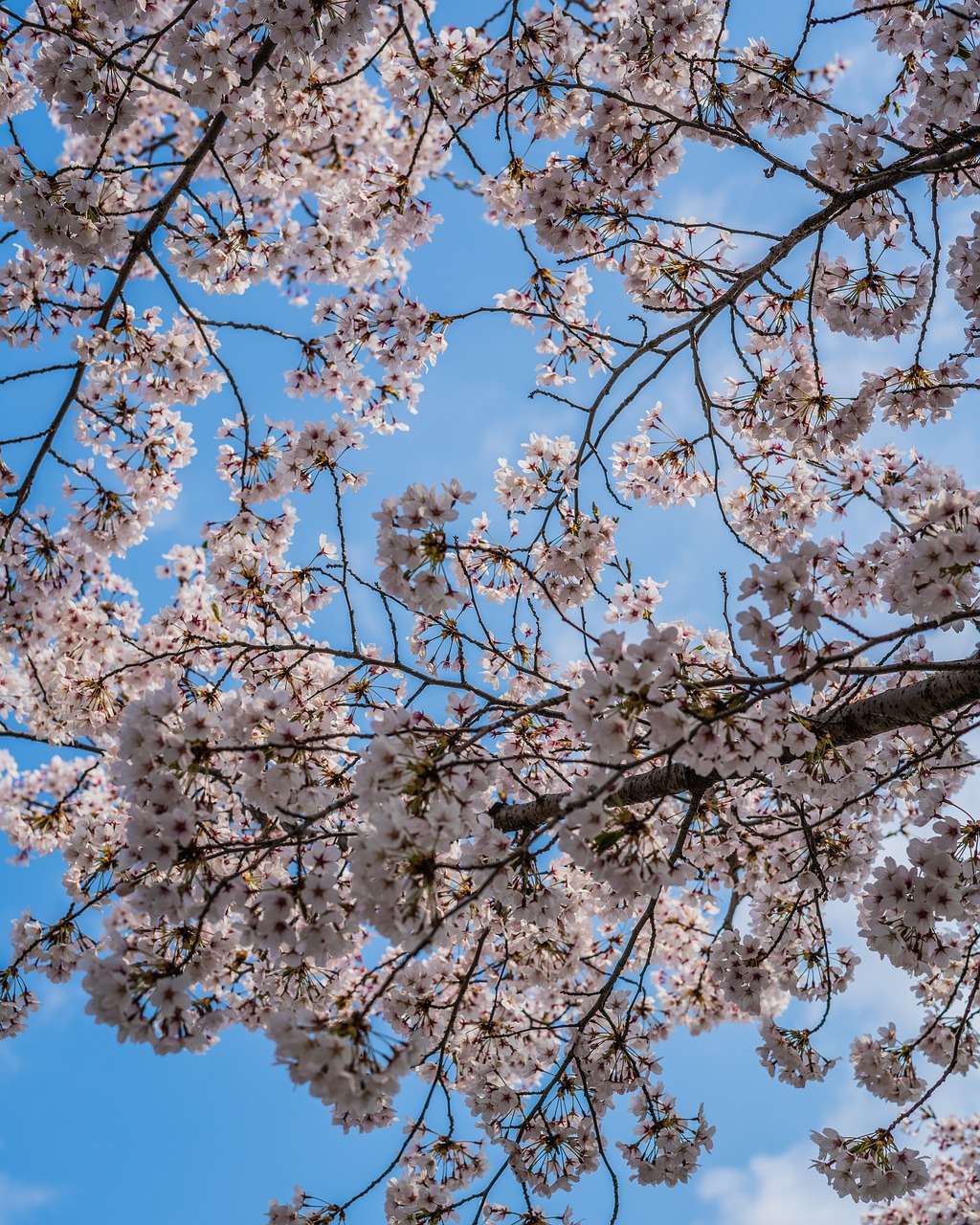 cherry blossom  spring  korea free photo