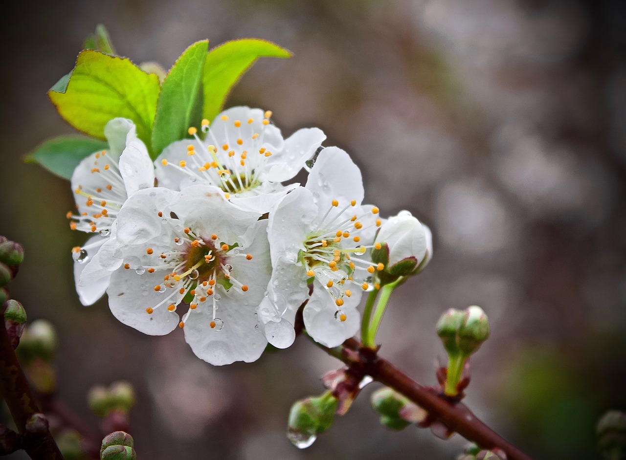 cherry blossom  cherry  cerezo free photo