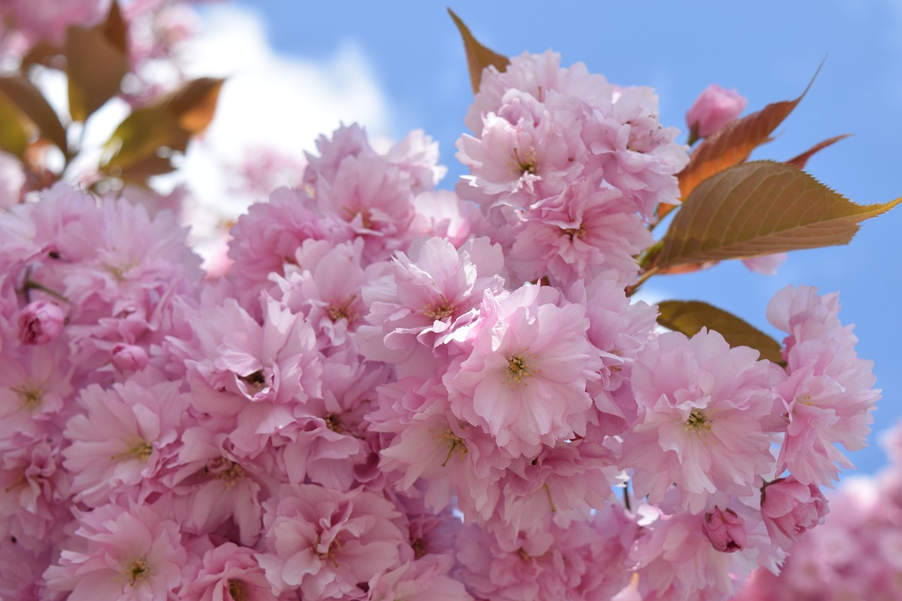 cherry blossom  pink  spring free photo