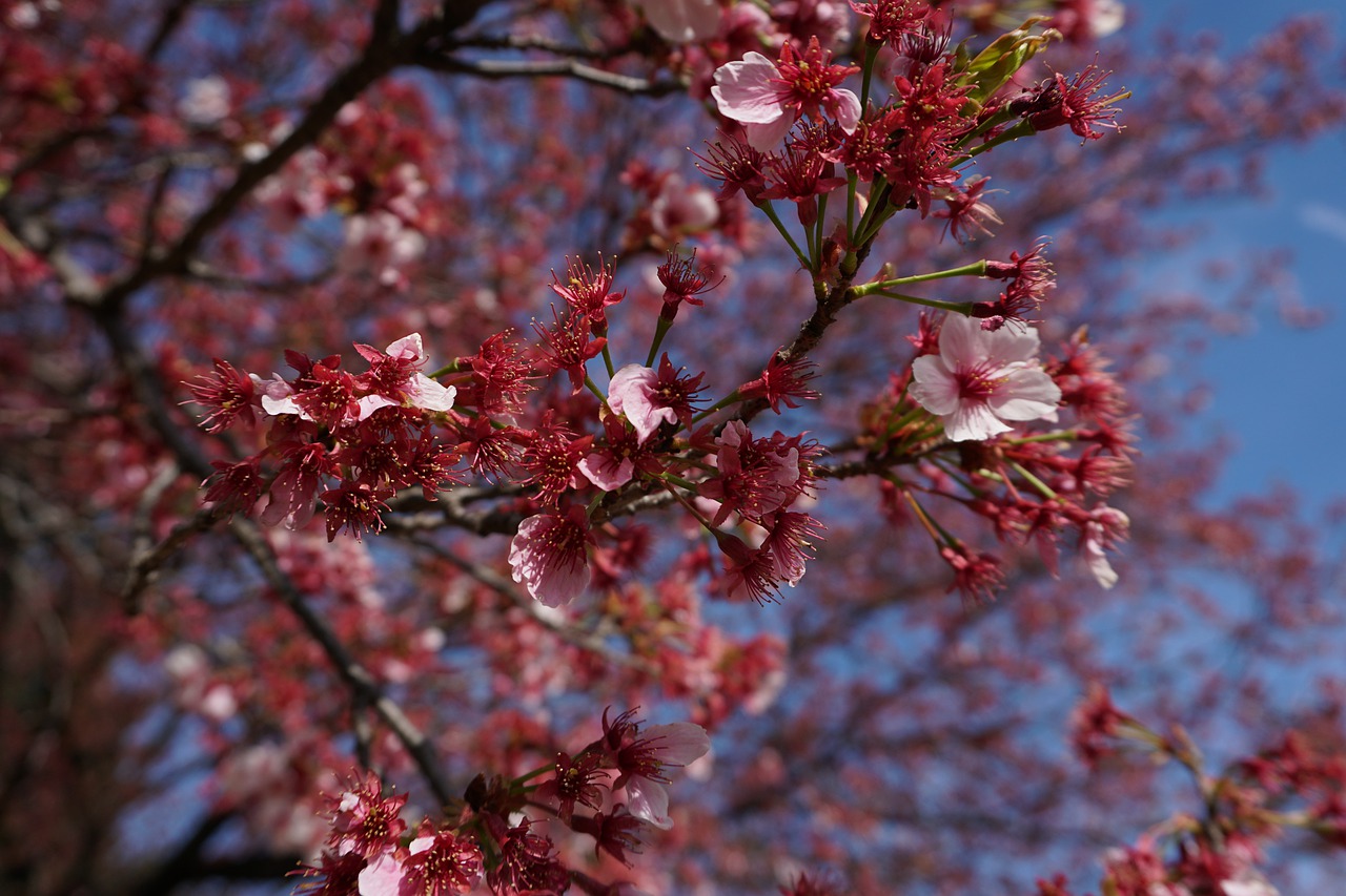 cherry blossom  sakura  japan free photo