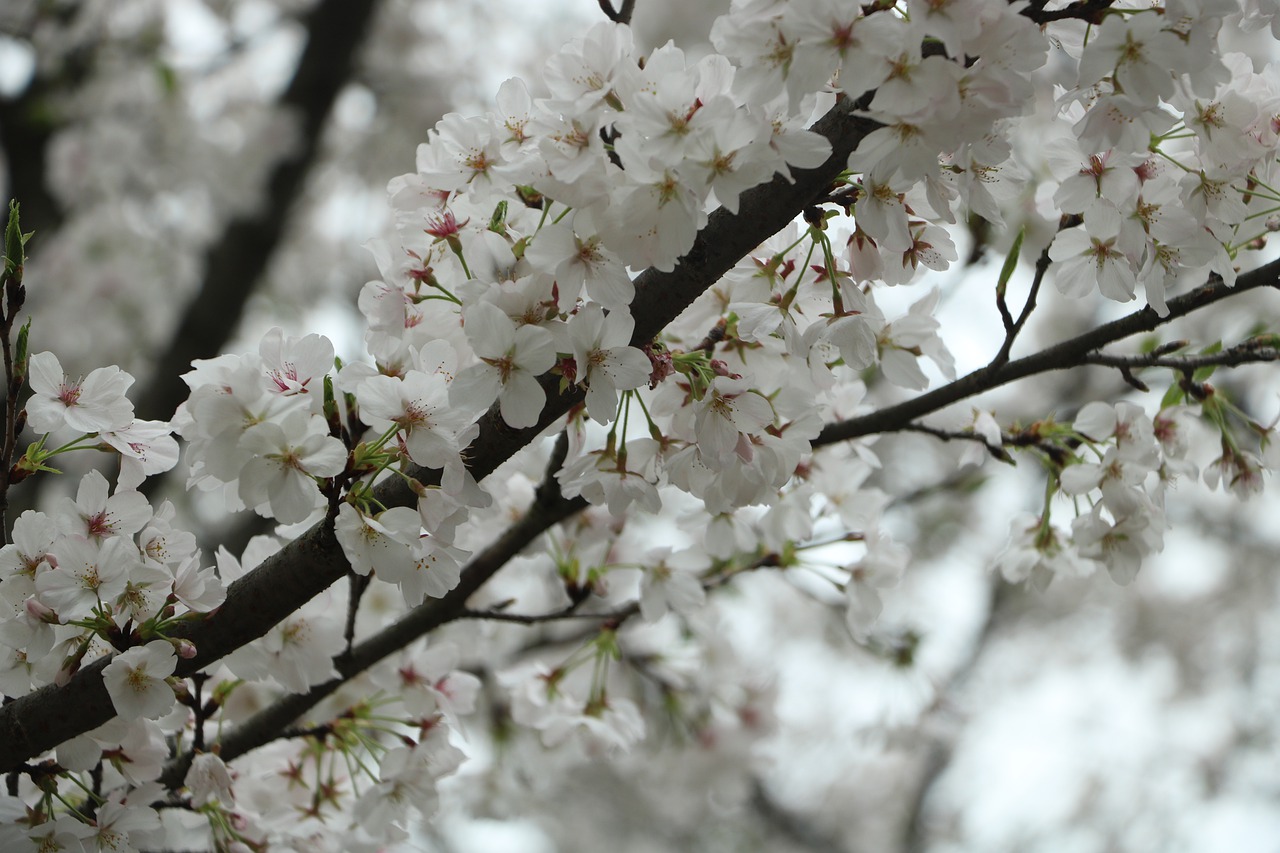 cherry blossom  wuhan university  cherry blossom season free photo