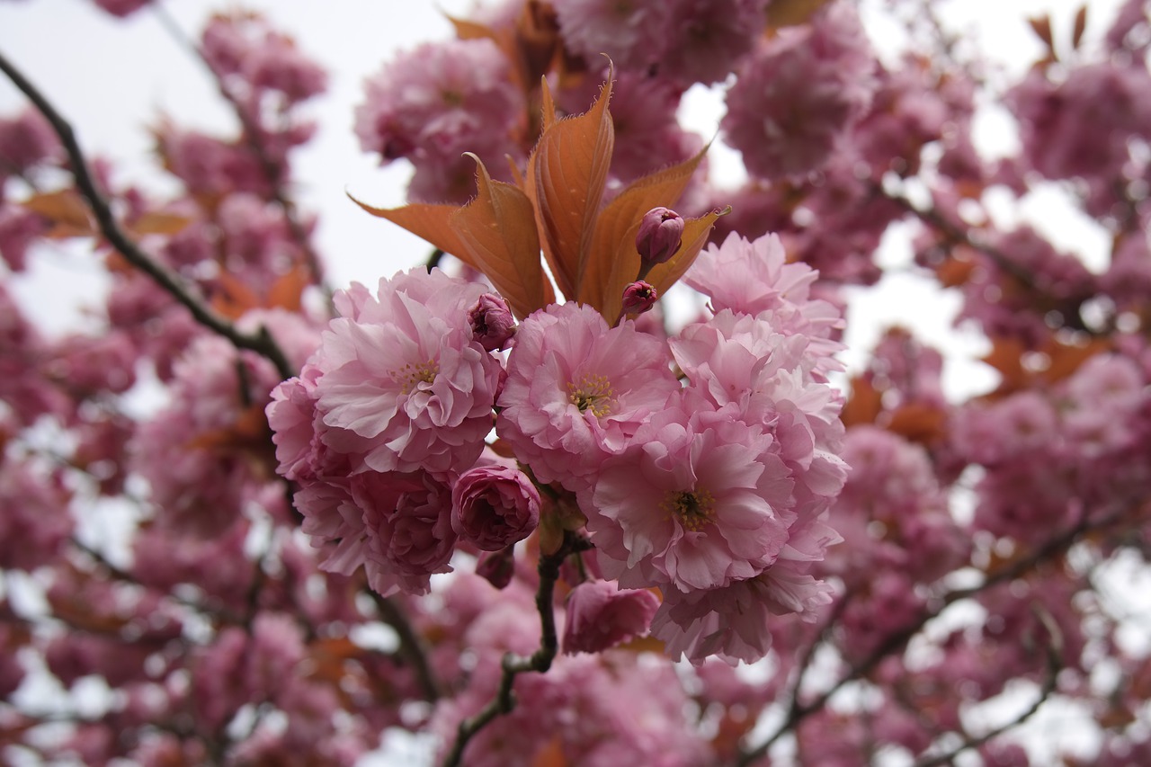 cherry blossom  spring  cape cod free photo