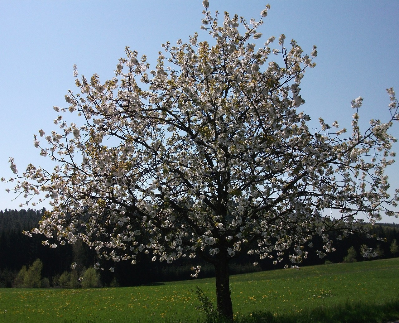 cherry blossom tree spring free photo