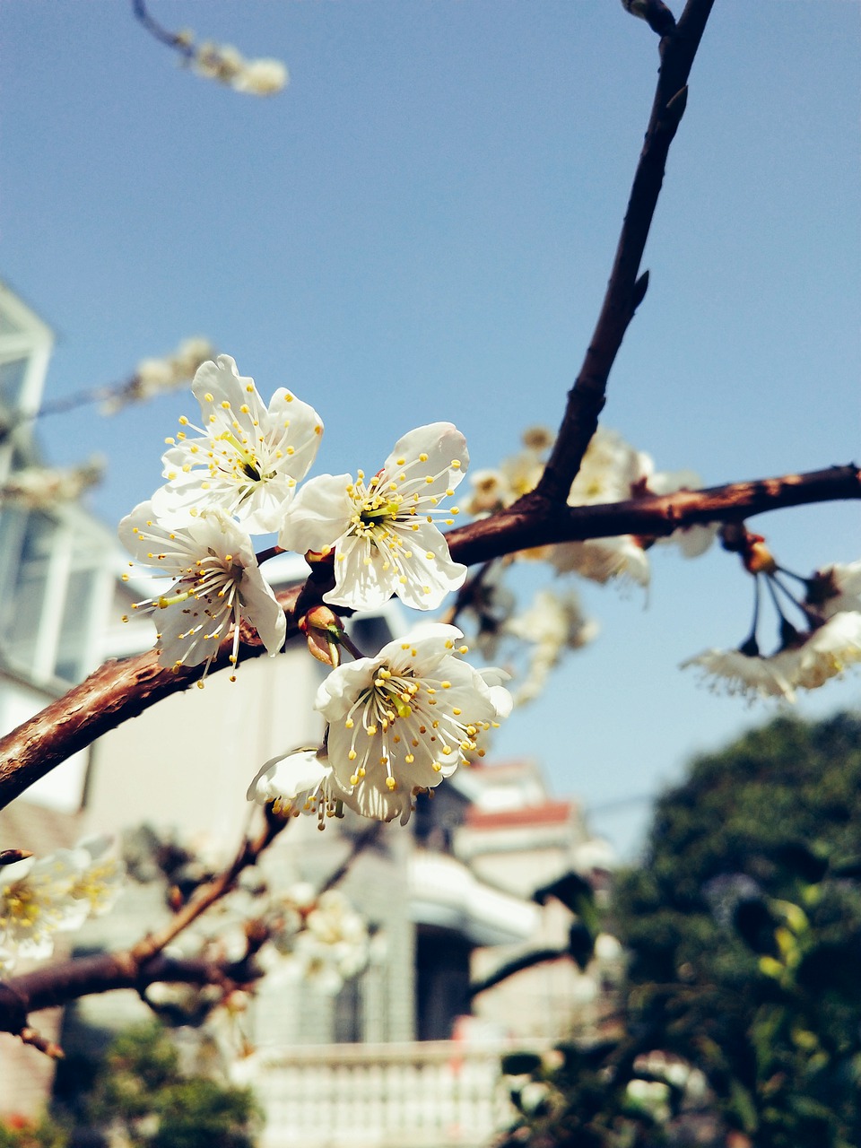 cherry blossom  flower  branch free photo