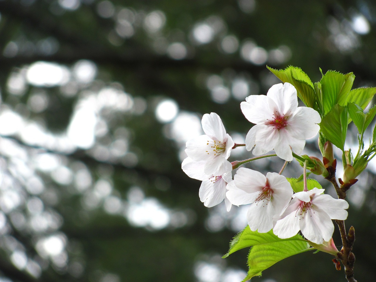 cherry blossom cherry tree bloom free photo