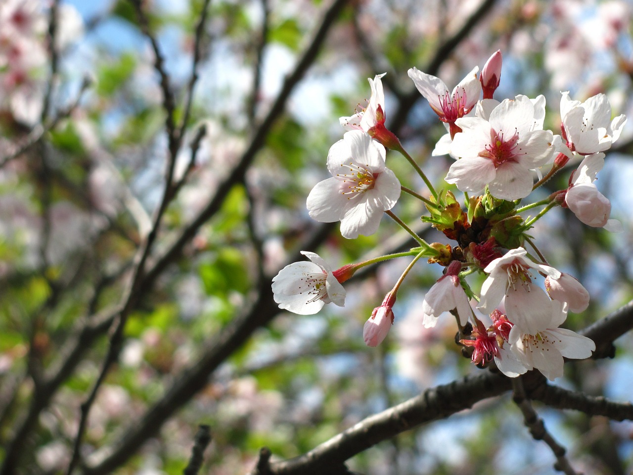 cherry blossom cherry tree bloom free photo