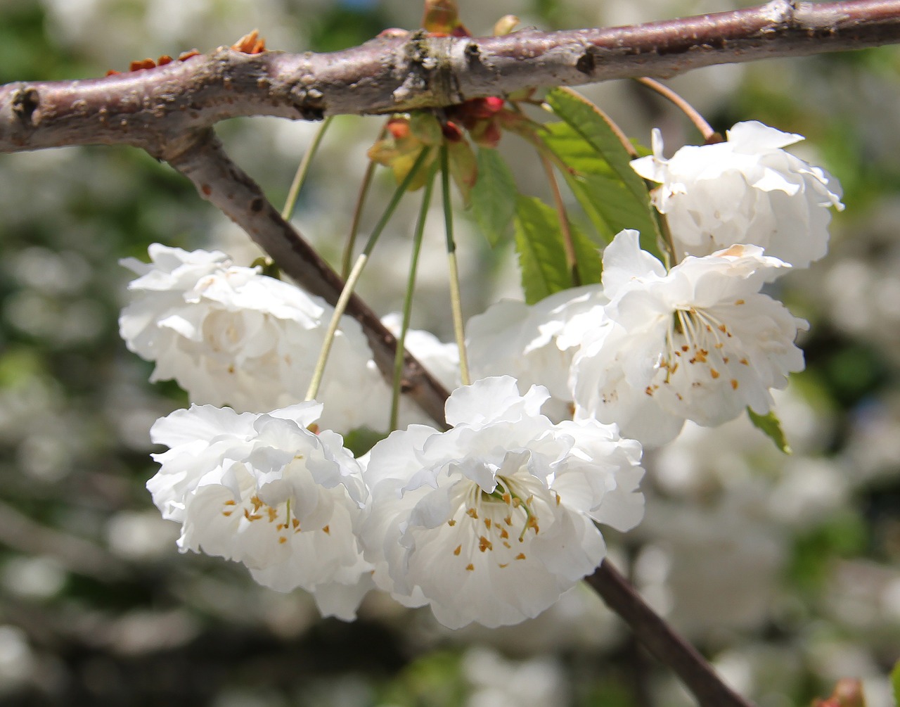 cherry blossom flowers flower free photo