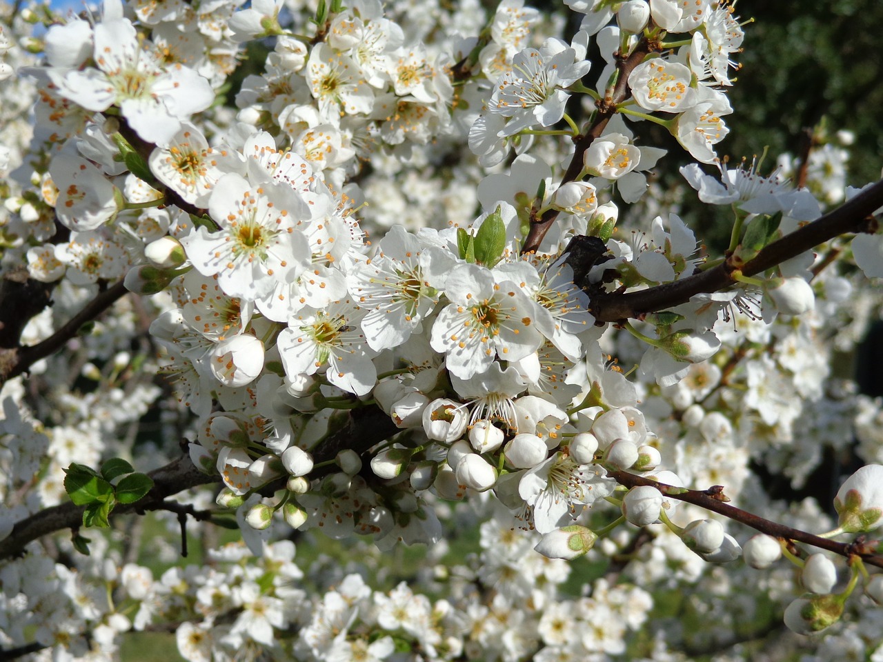 cherry blossom cherry white free photo