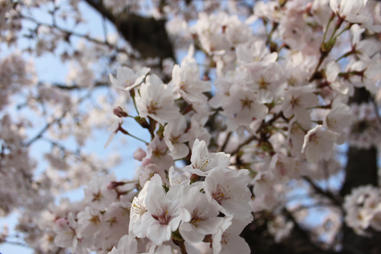 cherry blossom  hanami  nature free photo