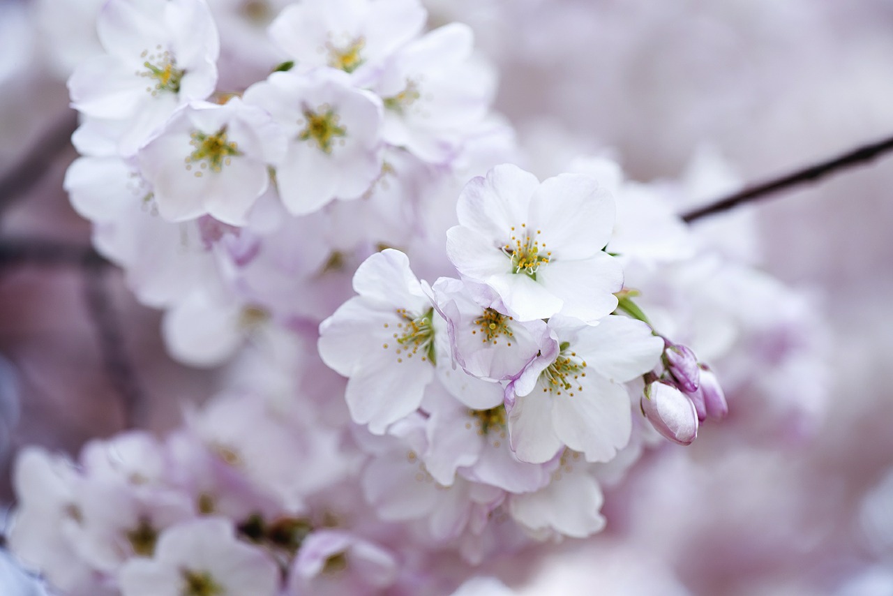 cherry blossom flower blossom free photo