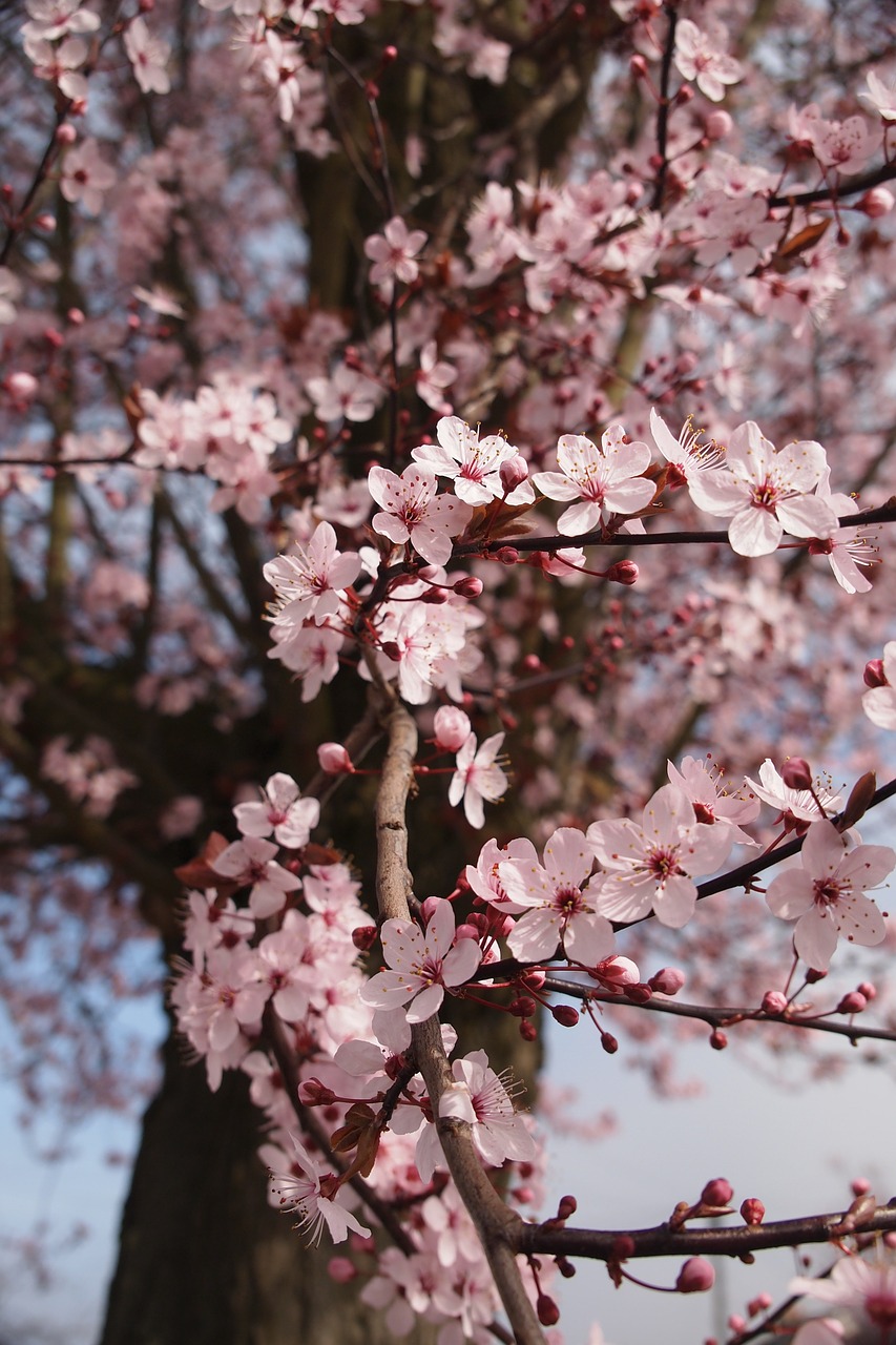 cherry blossom spring flowers free photo