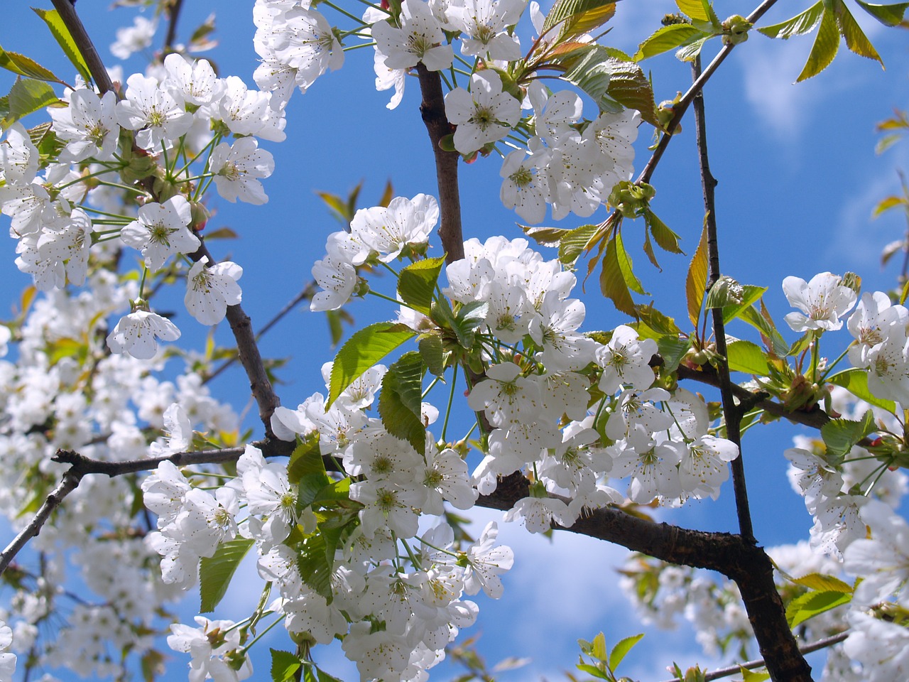 cherry blossom white sky free photo