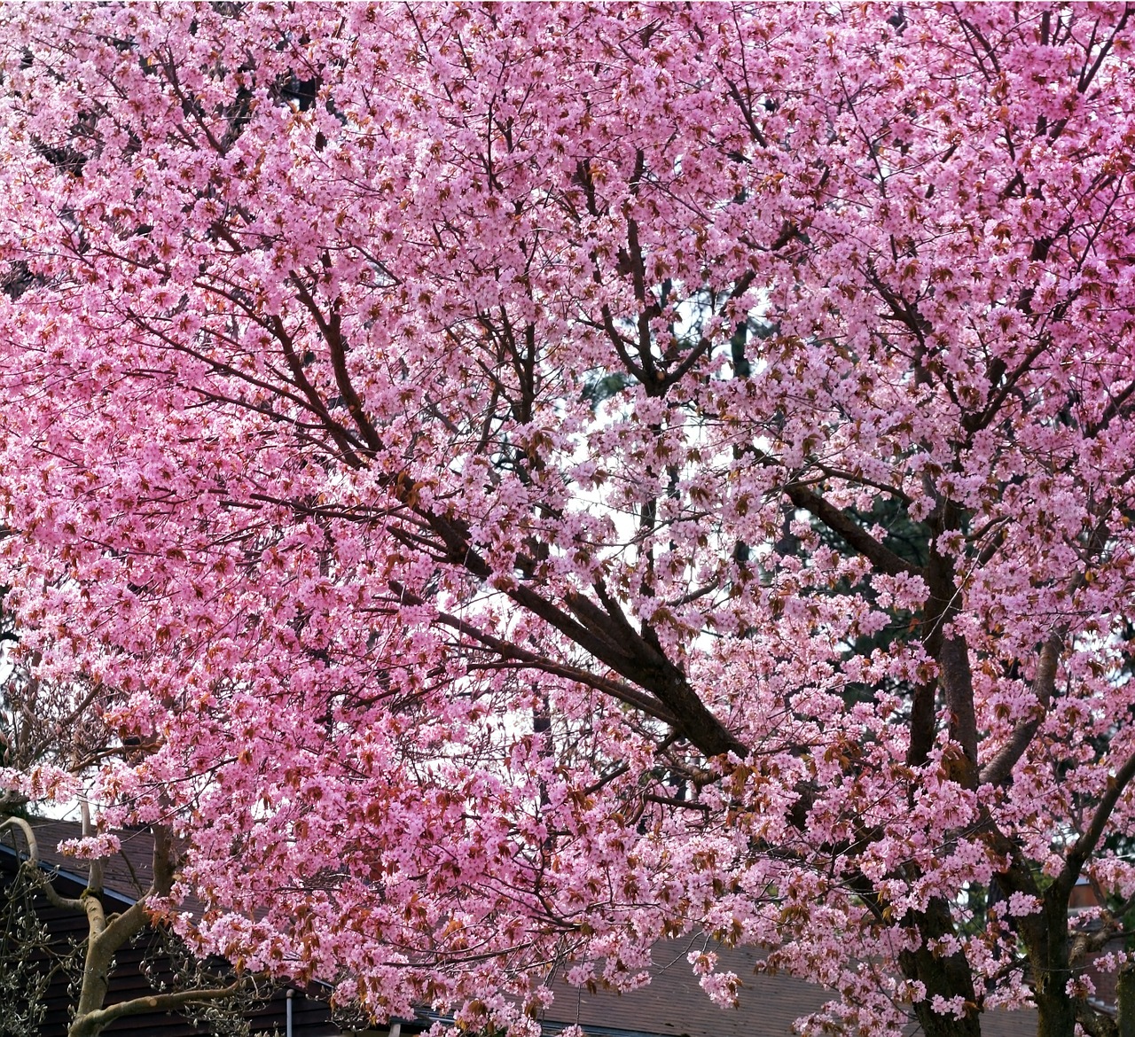 cherry blossom cherry blossom tree spring free photo