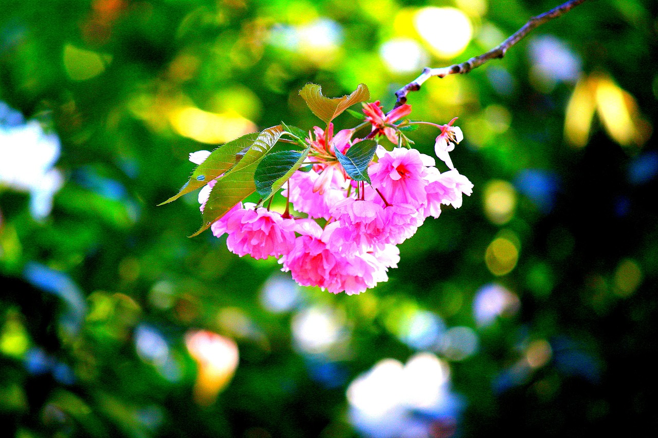 cherry blossom pink japanese cherry blossom free photo