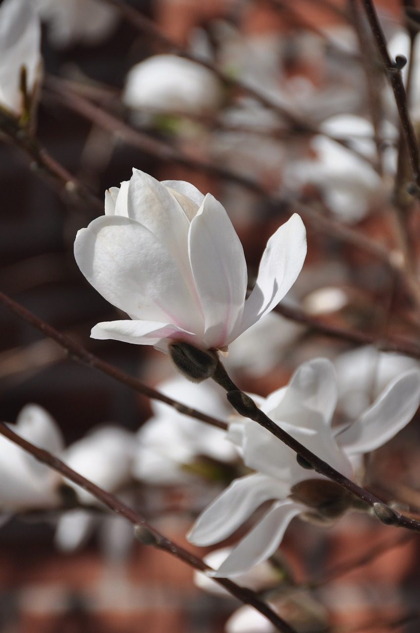 cherry blossom white spring free photo
