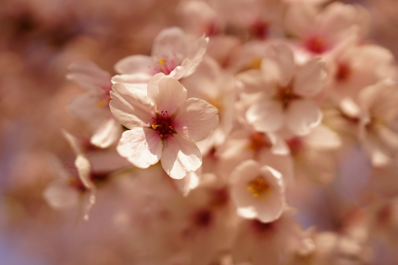 cherry blossom flowers spring free photo