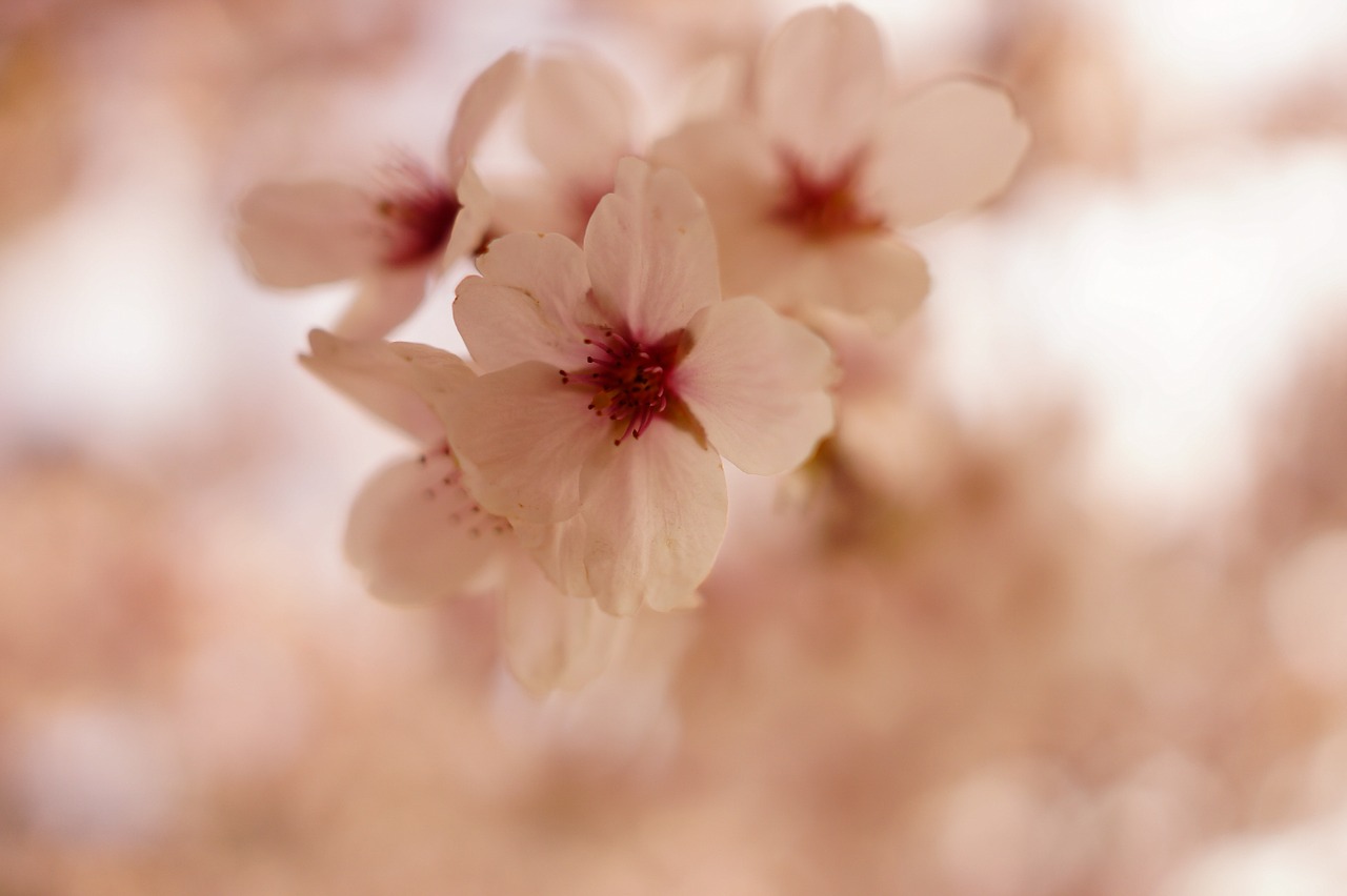 cherry blossom flowers spring free photo