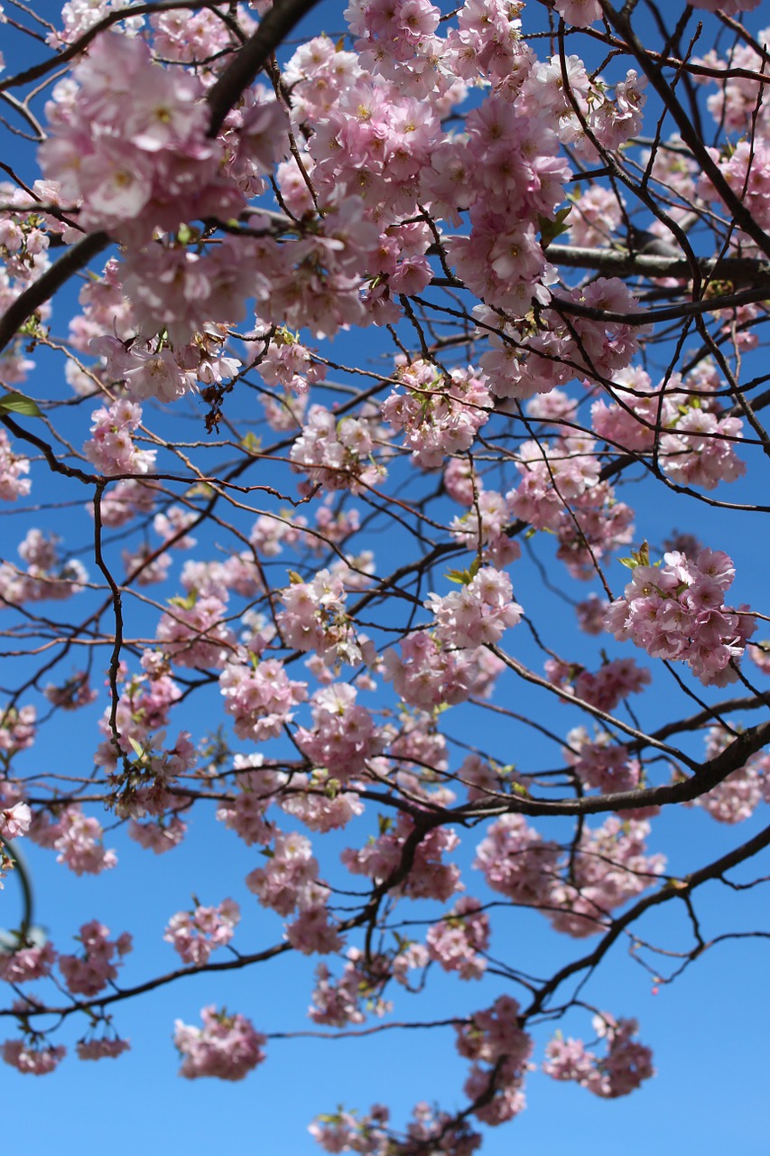 cherry blossom cherry flowers cherry free photo