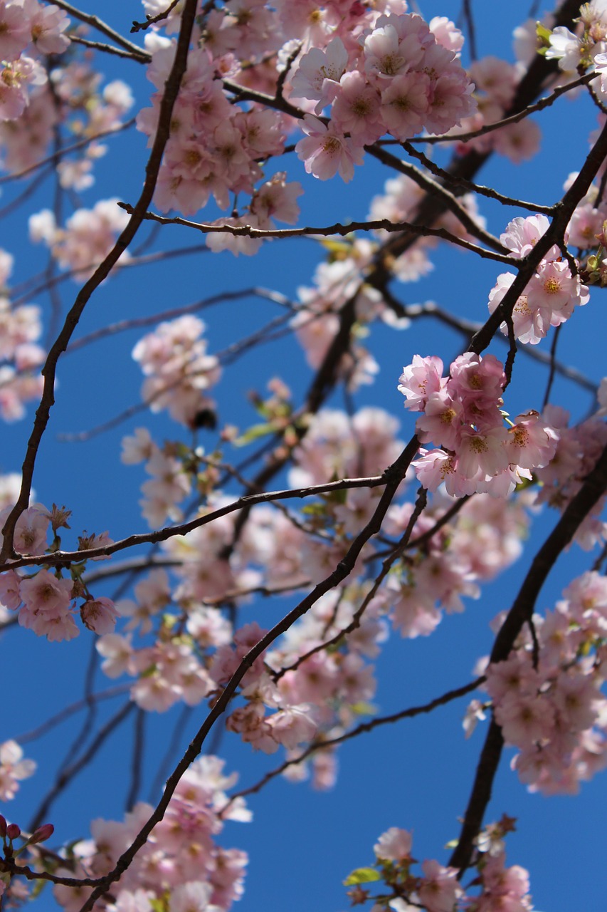 cherry blossom spring spring flower free photo