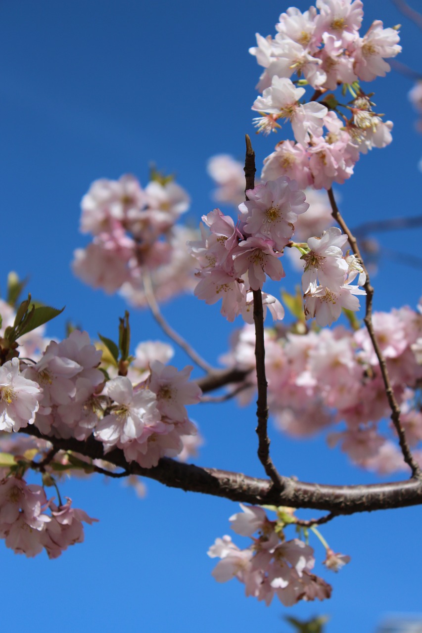 cherry blossom spring spring flower free photo