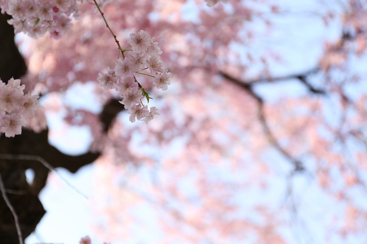 cherry blossom spring cherry flowers free photo