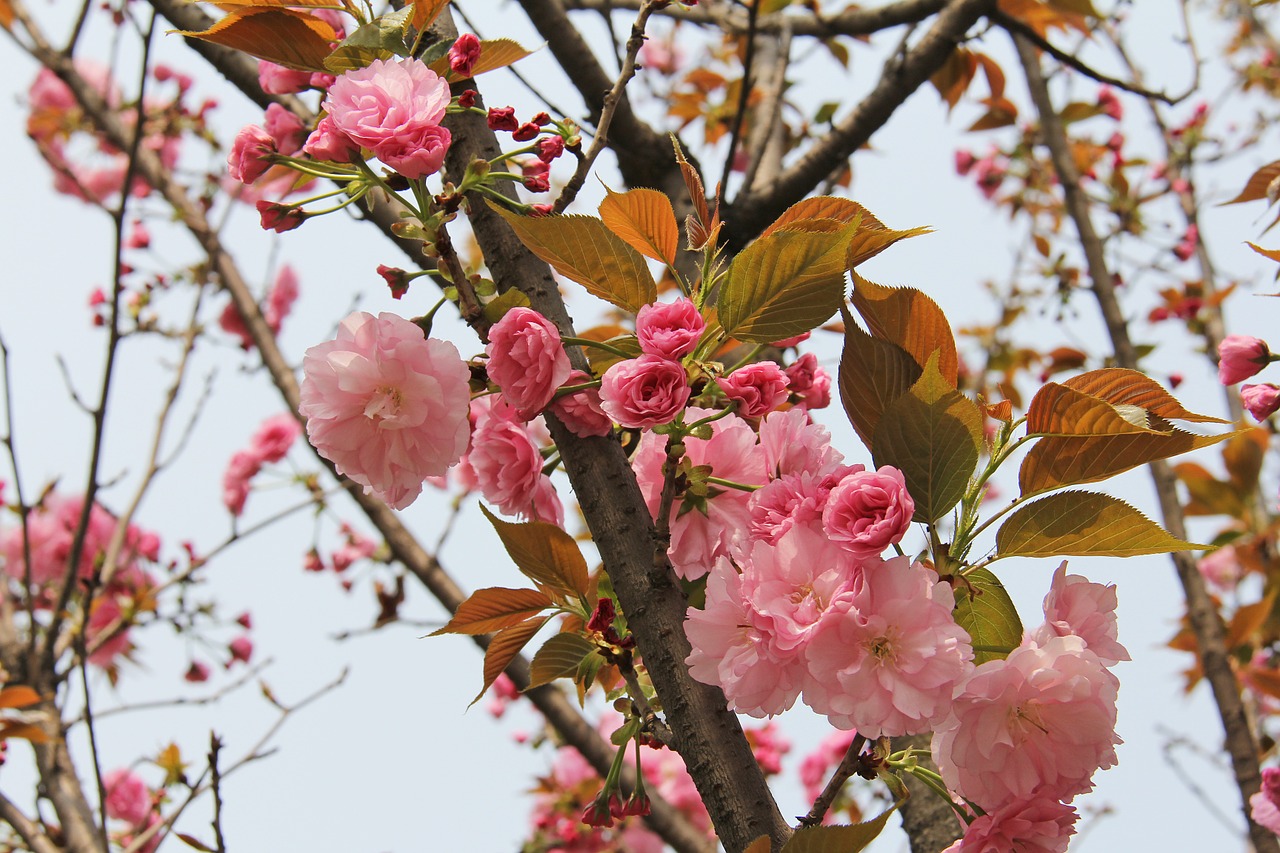 cherry blossom peony march free photo