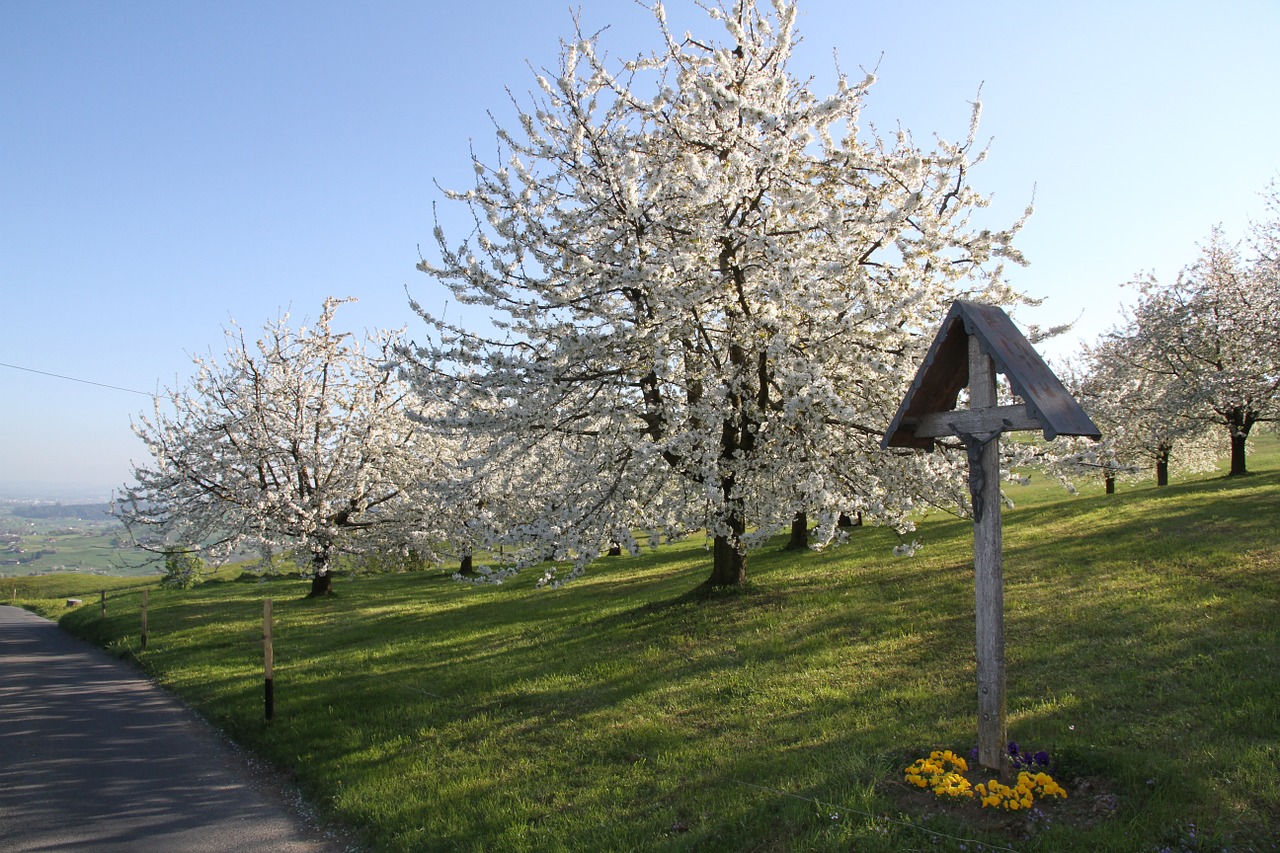 cherry blossom wayside cross spring free photo