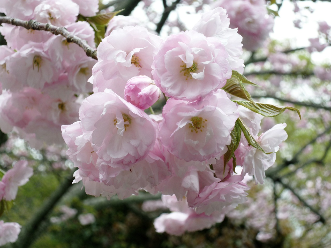 cherry blossom plant pink free photo