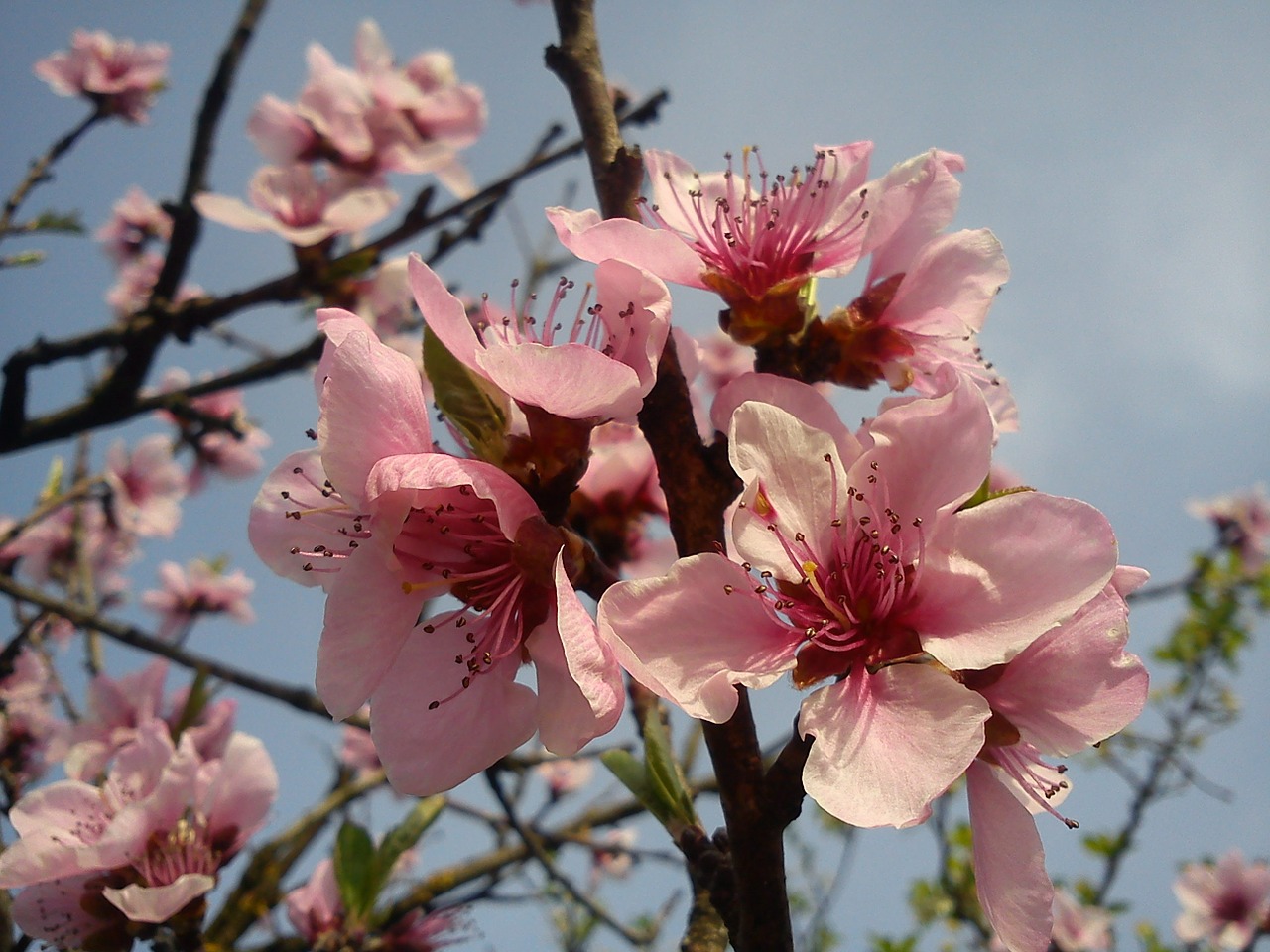 cherry blossom spring flowers free photo
