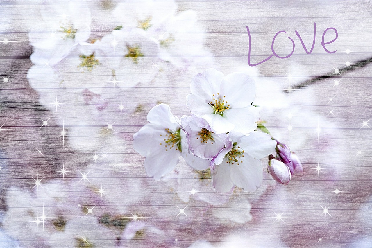 cherry blossom wood love free photo