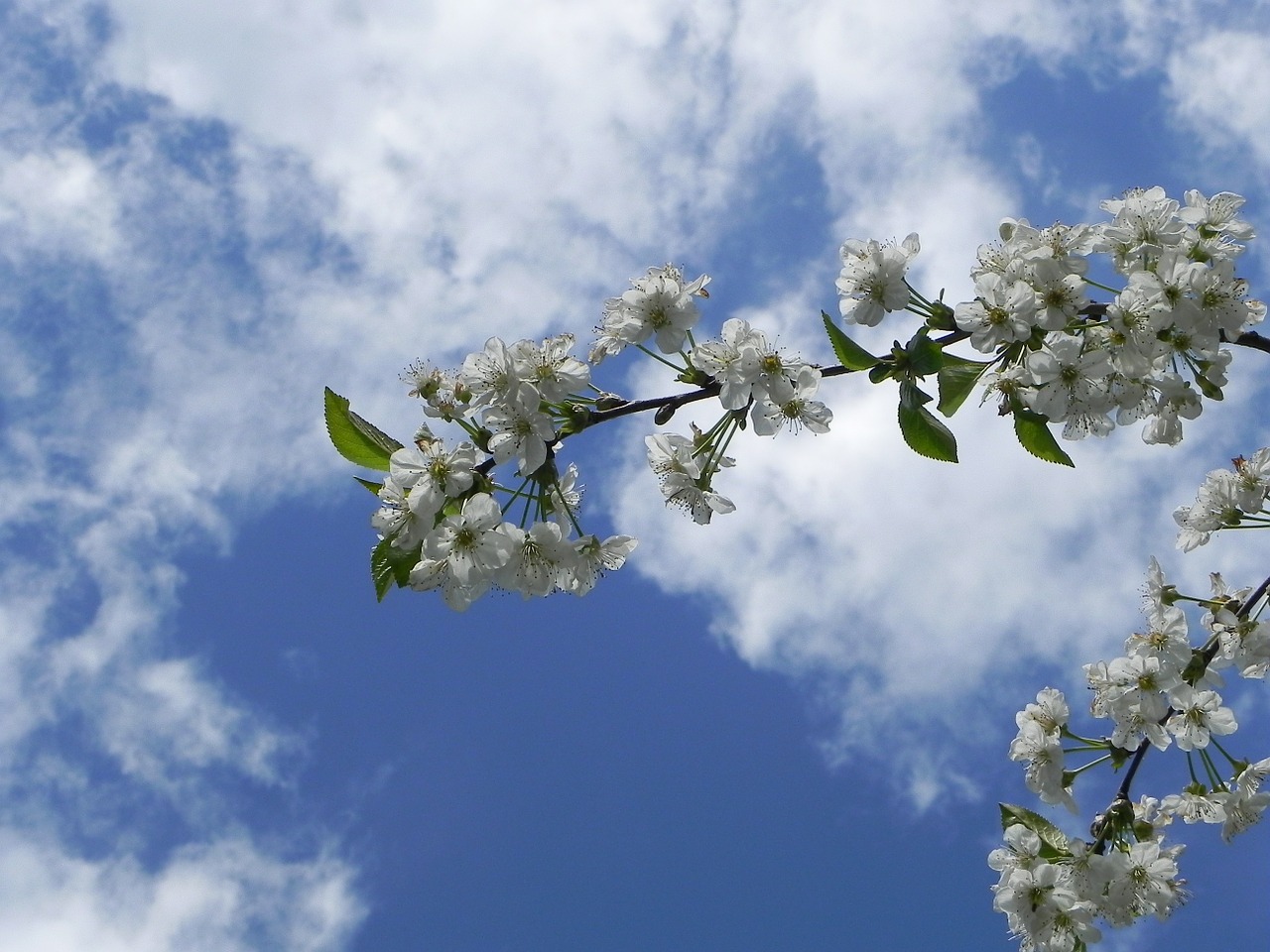 cherry blossom summer spring free photo