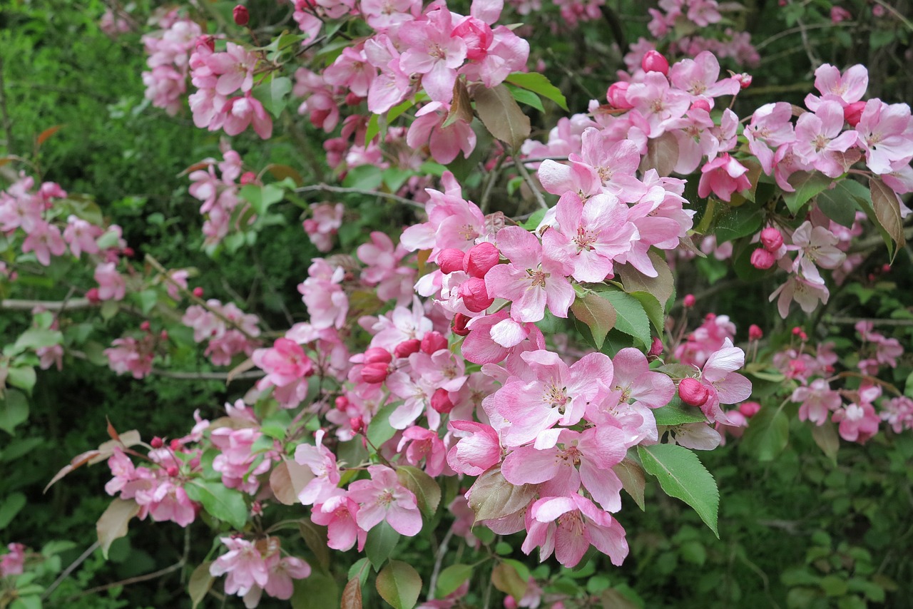 cherry blossom flowers spring free photo