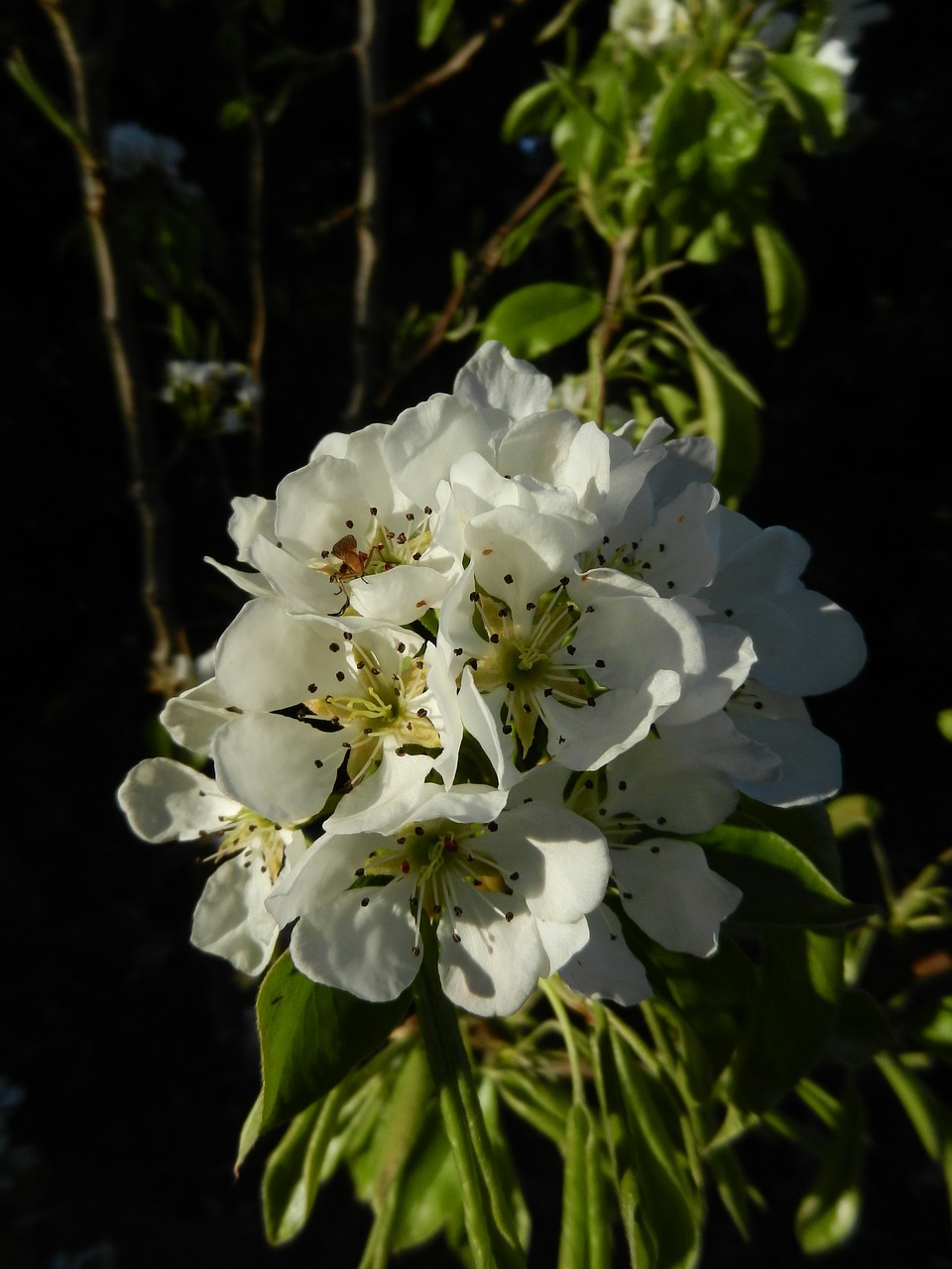 cherry blossom garden outdoor free photo