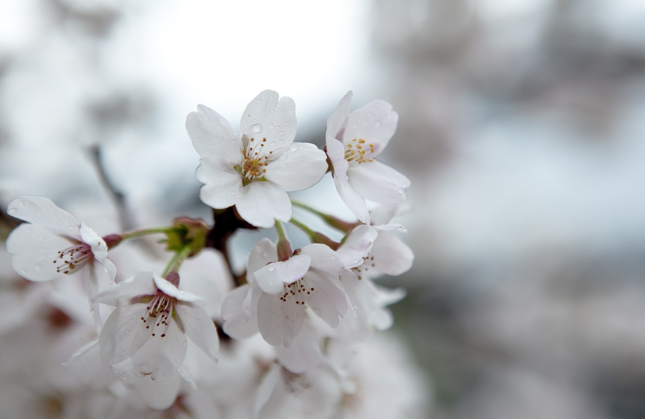 cherry blossom spring flowers plants free photo