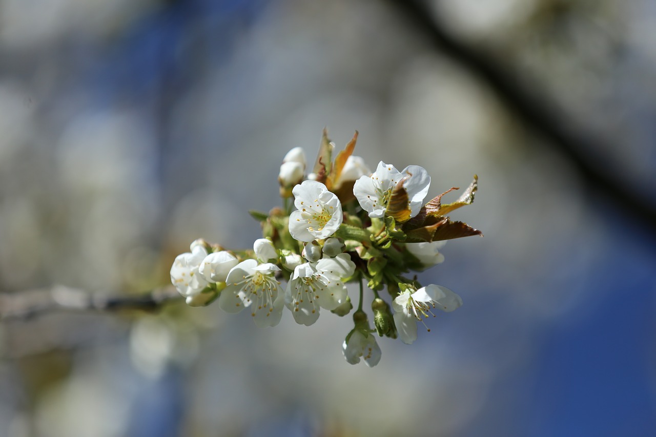 cherry blossom spring garden free photo