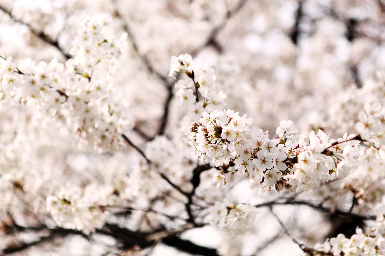 cherry blossom sakura out of focus free photo