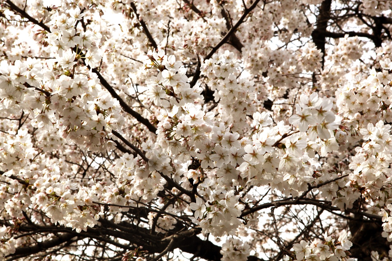 cherry blossom flowers april free photo