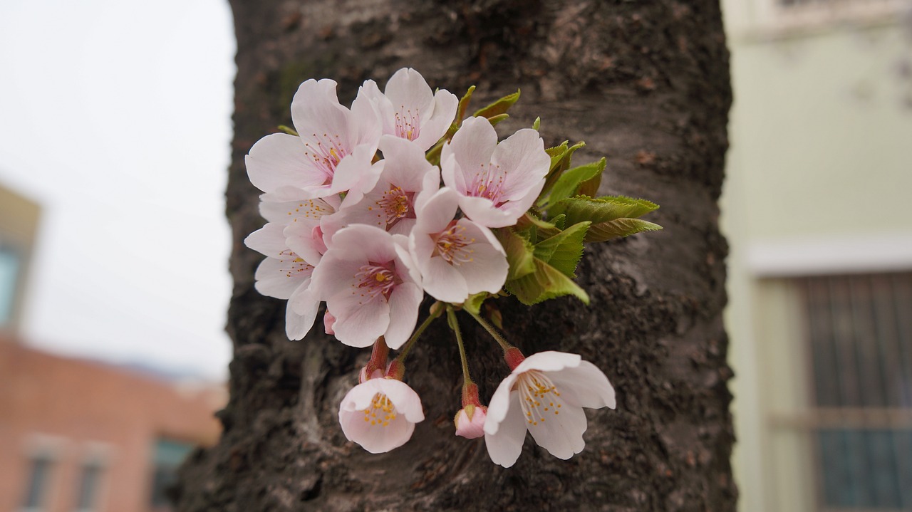 cherry blossom jinhae wood free photo
