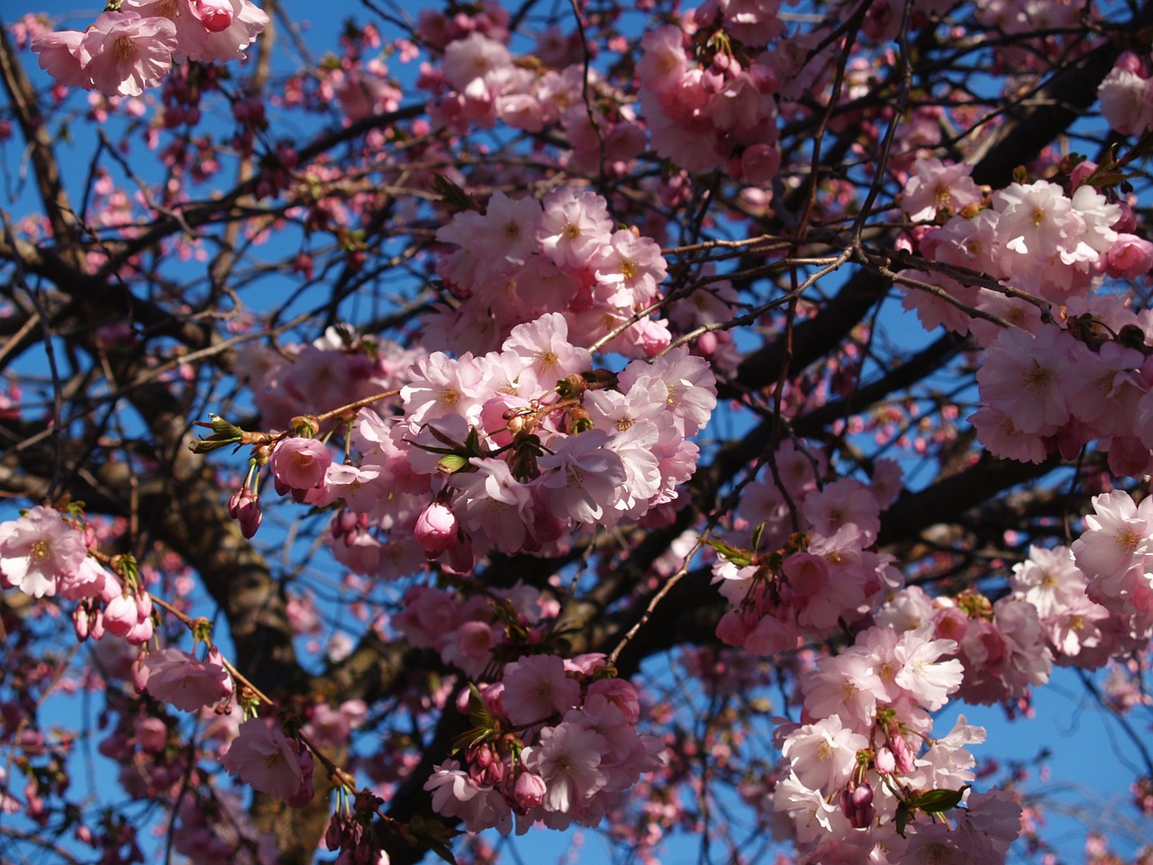 cherry blossom spring himmel free photo